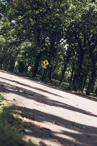 Plants growing on tree trunk