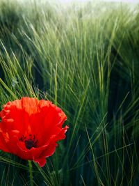 Close-up of red poppy blooming in field