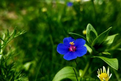 Close-up of purple flowering plant
