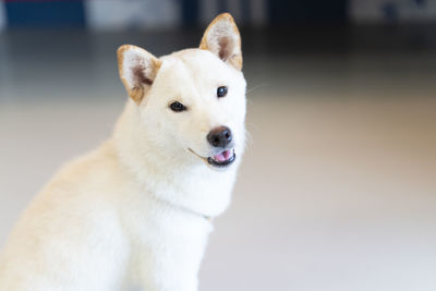 A white shiba inu sitting in the living room. japanese dog. white color.