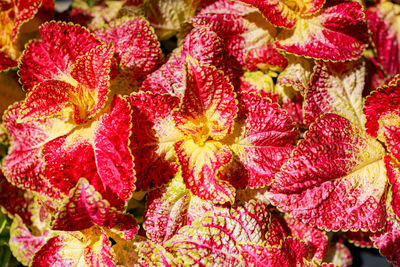 Full frame shot of red flowering plant