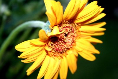 Close-up of yellow flower blooming outdoors