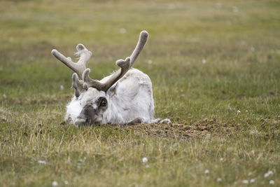 Close-up of sheep on field