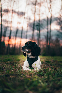 Dog looking away on field