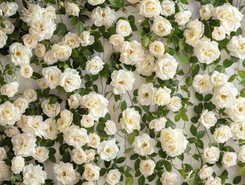 Full frame shot of flowers