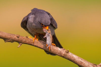 Close-up of bird perching on branch