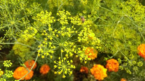 Close-up of yellow flowers blooming outdoors