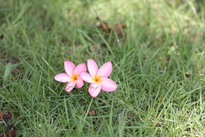 High angle view of pink flower blooming on field