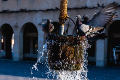 View of birds in fountain