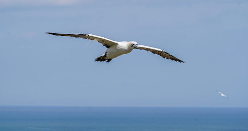 Seagull flying over sea against sky