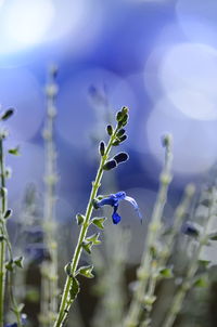 Close-up of purple flowering plant on field