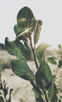 Close-up of plant against clear sky