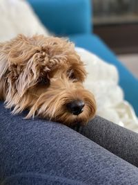 Portrait of dog relaxing on sofa