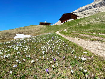 Scenic view of grassy field against blue sky