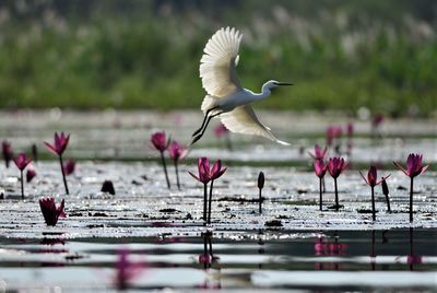 Seagulls flying over lake