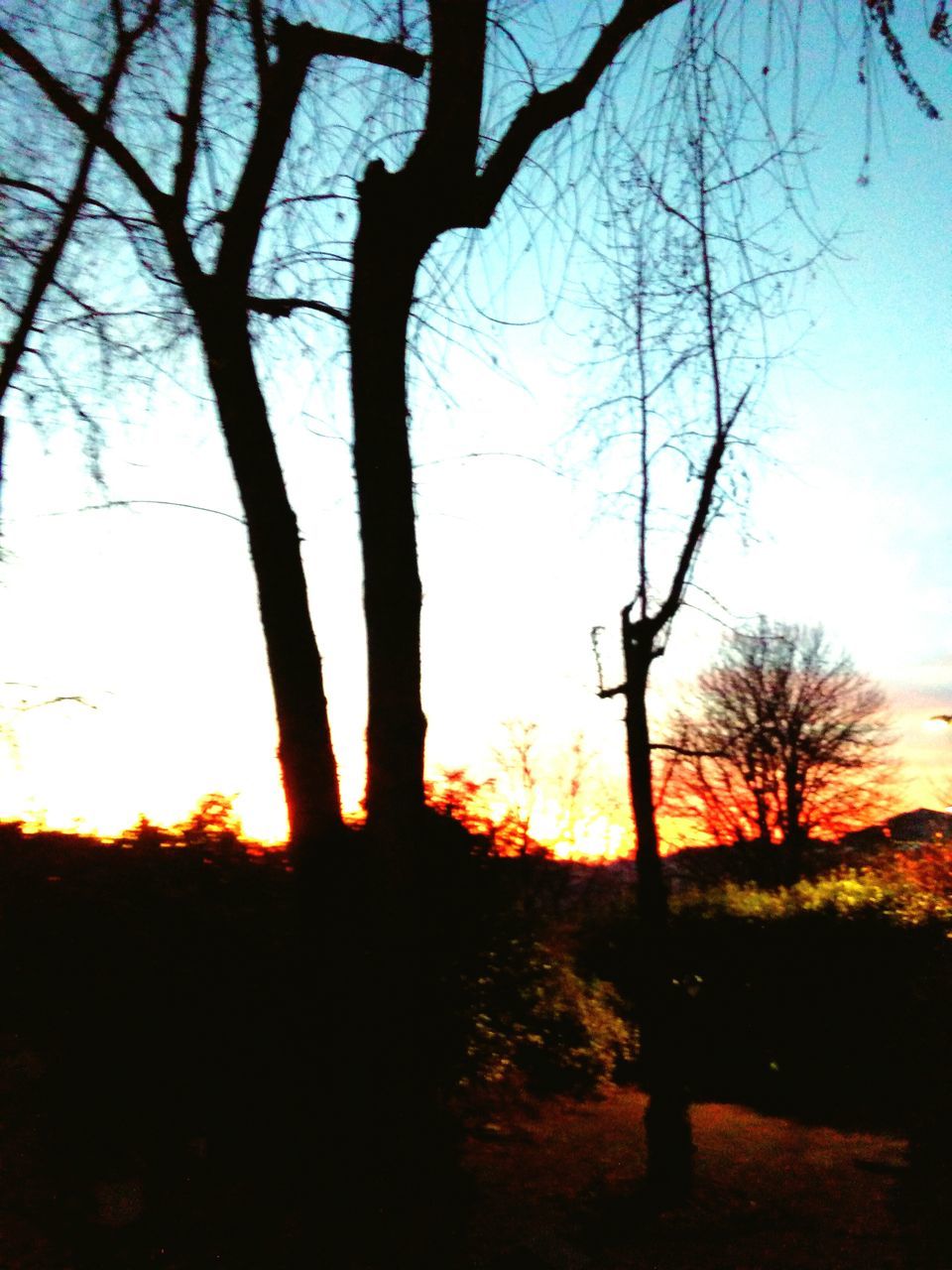 SILHOUETTE OF TREES AT SUNSET