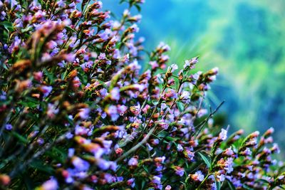 Close-up of purple flowering plants