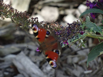 Close-up of butterfly pollinating on flower