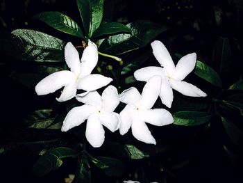 Close-up of white frangipani blooming outdoors at night