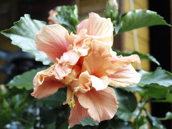 Close-up of pink flowering plant