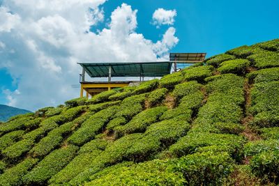 Scenic view of tea plantation against sky