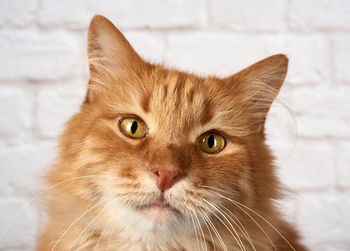 Portrait of an adult red cat, sad emotion, white background