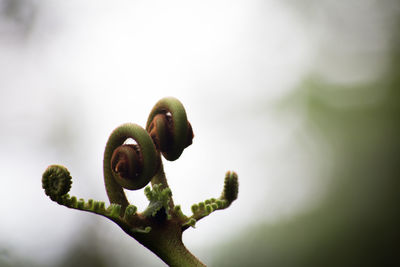 Close-up of fresh green plant
