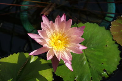 Close-up of lotus water lily in pond