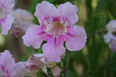Close-up of pink flowers blooming outdoors