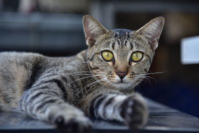 Close-up portrait of cat sitting on floor