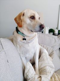 Close-up of dog sitting on sofa at home