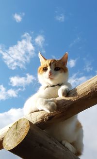 Low angle view of cat against sky