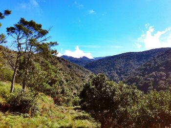 Scenic view of landscape against blue sky