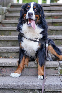 Happy bernese mountain dog sitting on the stairs