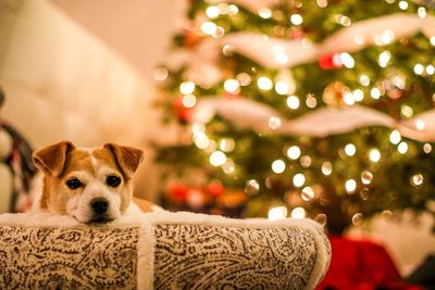 Portrait of dog on christmas tree at home