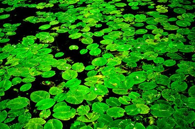 Full frame shot of leaves