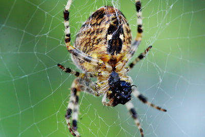 Close-up of spider on web