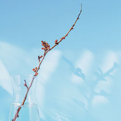 Dry apple branch with buds in a vase