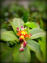 Close-up of pink flowering plant