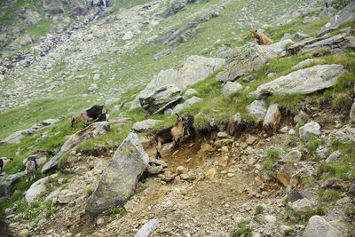 High angle view of bird on rock