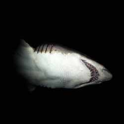 Close-up of fish against black background