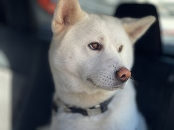 Close-up of dog looking away