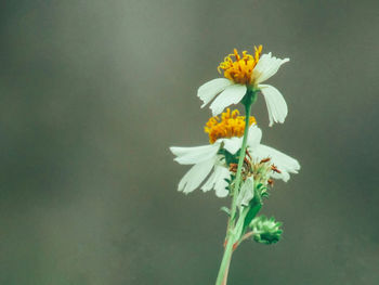 Close-up of white daisy flowers