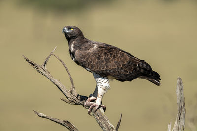 Martial eagle looks up from dead tree