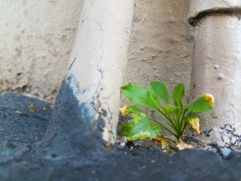Close-up of plant against wall