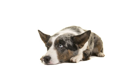 Close-up of a dog over white background