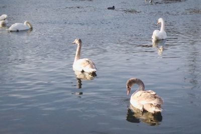 Swans swimming in lake