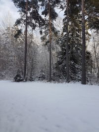 Snow covered trees against sky