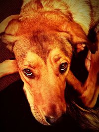 Close-up portrait of dog at home