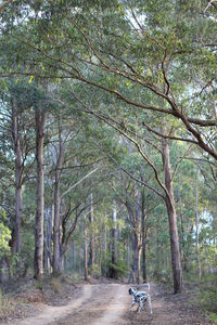 Road amidst trees in forest